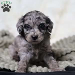 Ringo, Cavapoo Puppy